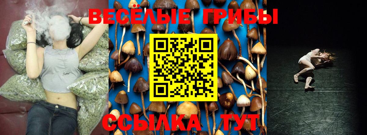 Галлюциногенные грибы Psilocybe Бузулук